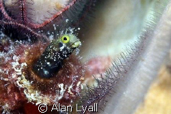 Secretary blenny - Bonaire - Canon EOS350D; EF-S 60mm by Alan Lyall 